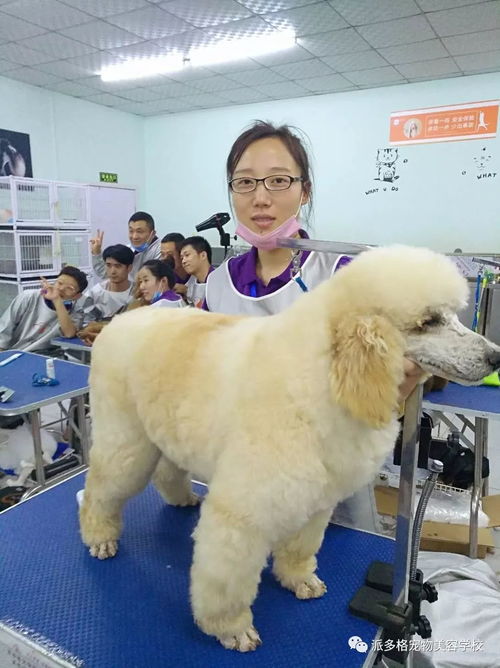 在学校看到宠物狗怎么办
