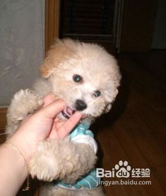 宠物狗大尿垫怎么用的