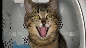 宠物猫怎么雾化