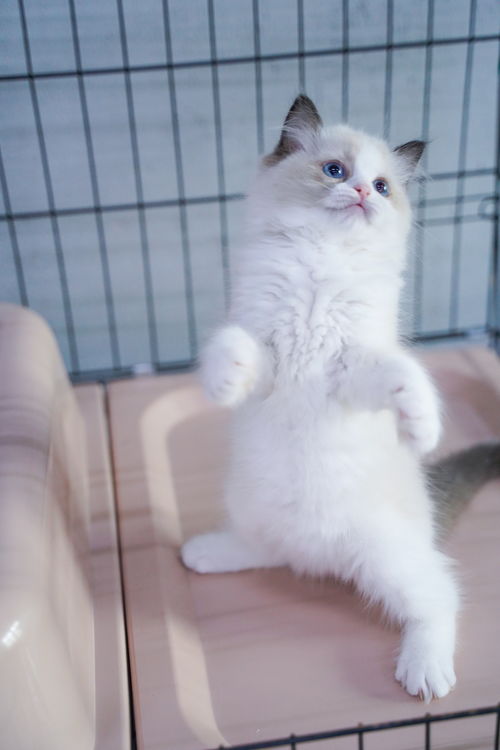 宠物猫写真怎么拍