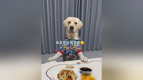 给宠物狗吃辣椒会怎么样
