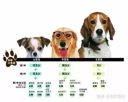 宠物狗的岁数怎么算的呀