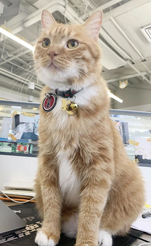 宠物猫离家怎么办