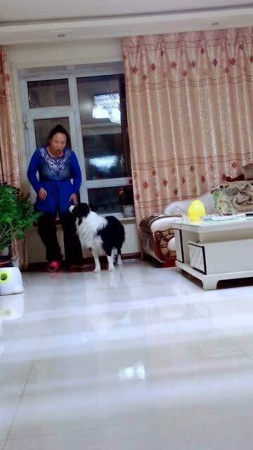 宠物狗瘸腿怎么回事儿啊