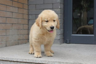 金毛犬一般多少钱
