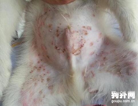 宠物狗有脓包怎么回事啊