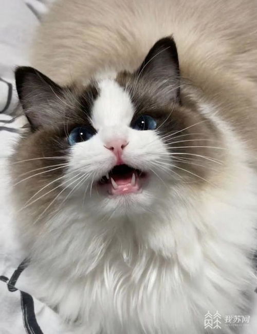 买宠物猫纠纷怎么解决