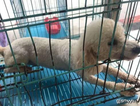 怎么做宠物狗牵引绳子
