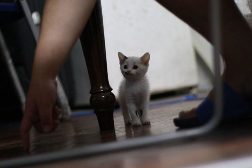 上海宠物猫怎么带走