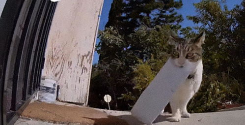偷宠物猫怎么处罚
