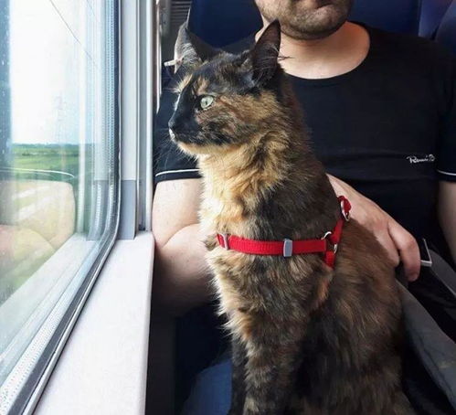 怎么带宠物猫坐地铁