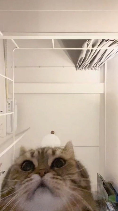 珍珠怎么驯服宠物猫