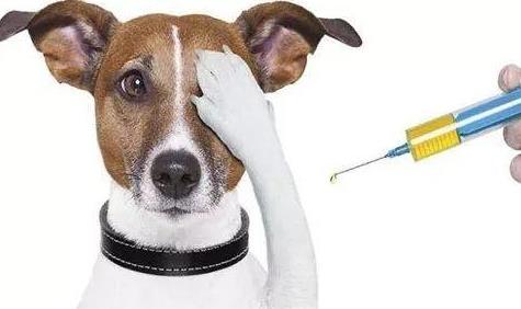 宠物狗得狂犬病怎么办