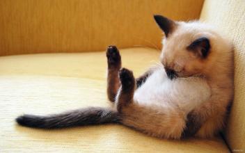 宠物猫怎么吃健康