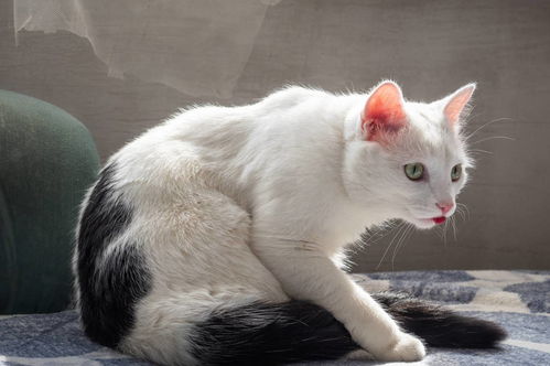 宠物猫怎么减毛的