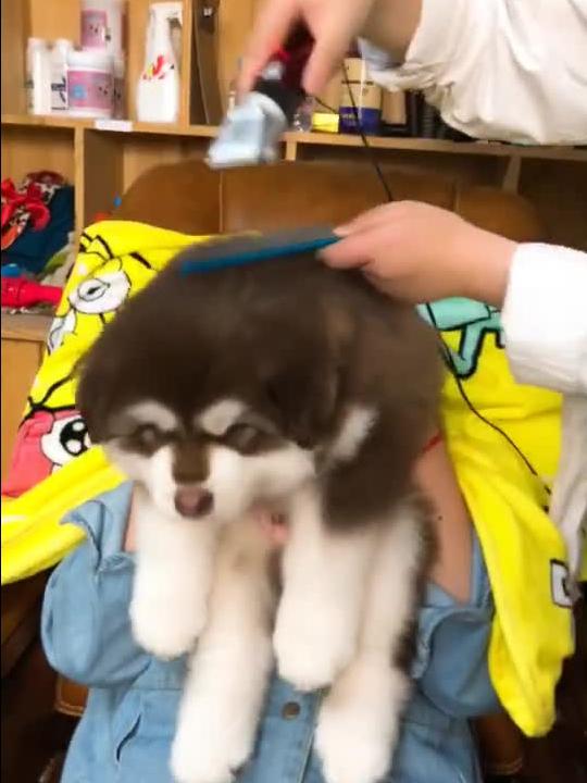 宠物狗到我家叫怎么办呢