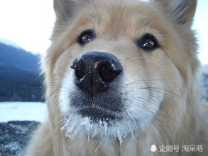 宠物狗口水变多了怎么办