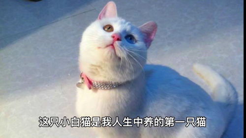 宠物猫怎么弃养
