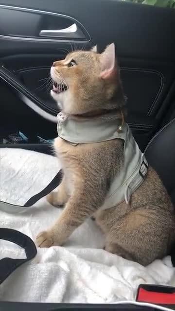宠物狗做副驾驶怎么做