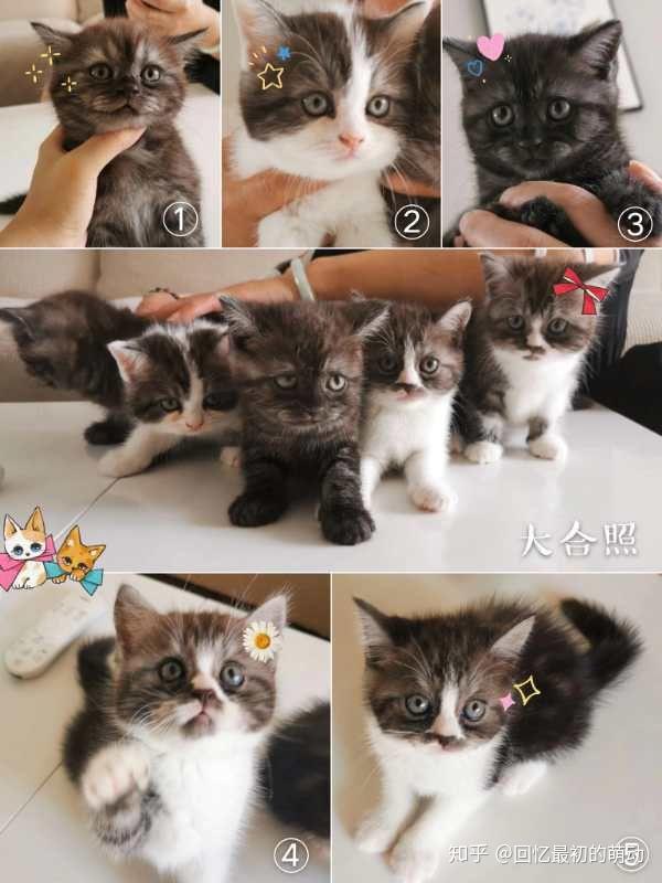 宠物猫怎么看生过小猫没