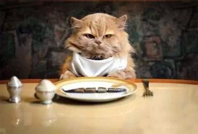 宠物猫怎么捉住猫咪