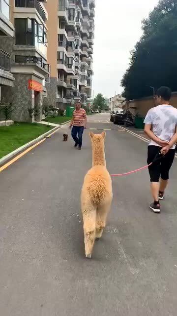 二孩家庭宠物狗怎么养好