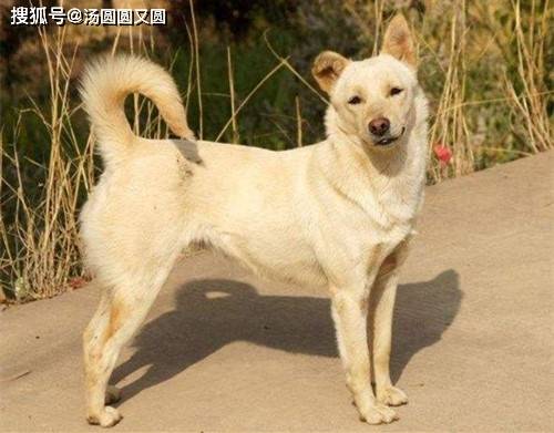 宠物狗和土狗配种会怎么样