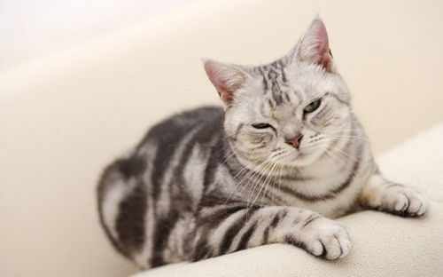 宠物猫想吐怎么做检查呢