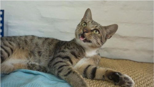 给宠物猫怎么做饭