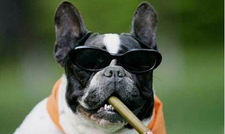 宠物狗不愿意动怎么办呢