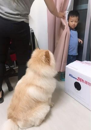 宠物狗吓到小孩子怎么办