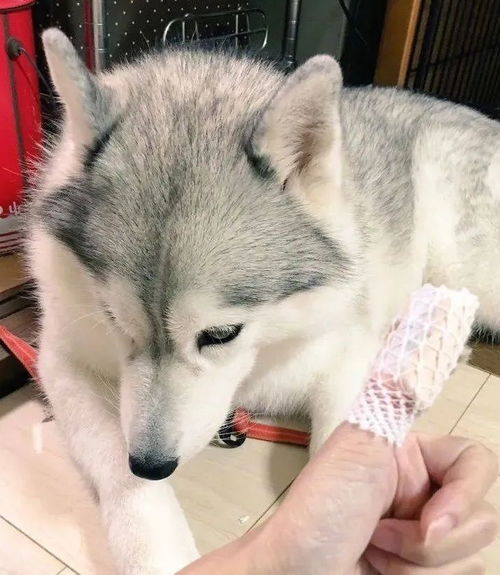 宠物狗误伤猫会怎么样吗
