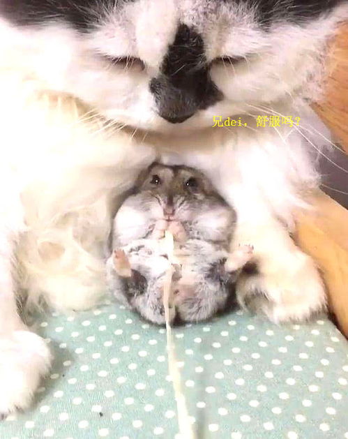 宠物猫怎么快递回家里了