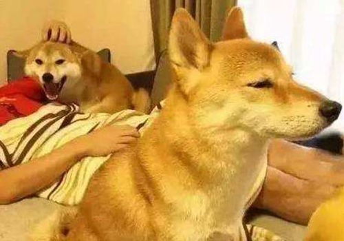 宠物狗不让人摸怎么办