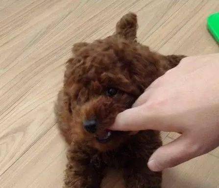 宠物狗怎么能不咬手指头