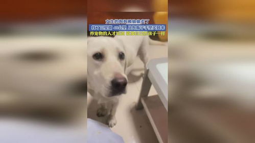 养宠物狗一般怎么卖出去