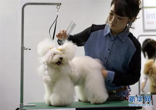 宠物狗怎么剪最好看的毛