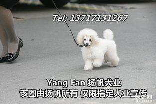 买了贵的宠物狗怎么办