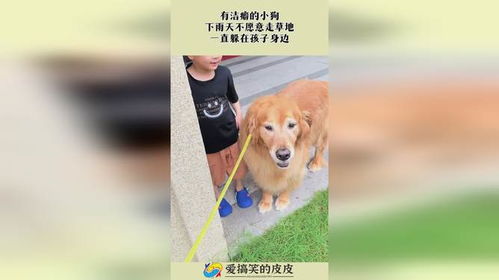 宠物狗不愿意走怎么办呢