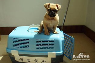 回家后有宠物狗怎么办呢