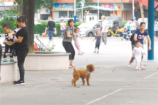 宠物狗乱跑吓坏人怎么办