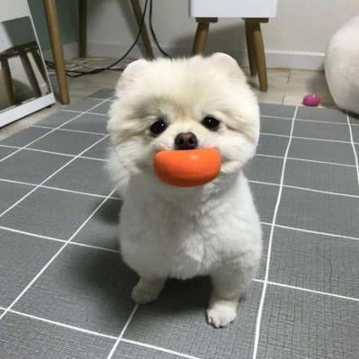 博美宠物狗粮怎么样