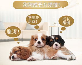 宠物狗营养粉怎么喂的啊