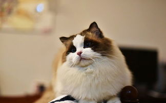 家里边有宠物猫怎么办呢