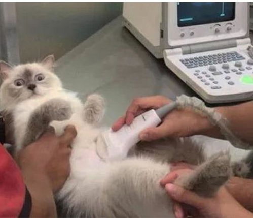 宠物猫怎么知道怀孕