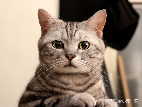 宠物猫的肛门很臭怎么办