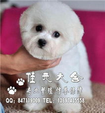 怎么买便宜又好的宠物狗