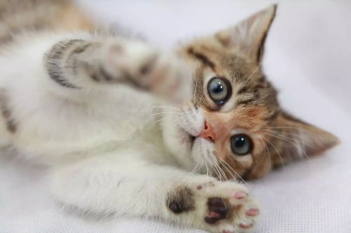 宠物猫运输箱怎么折叠