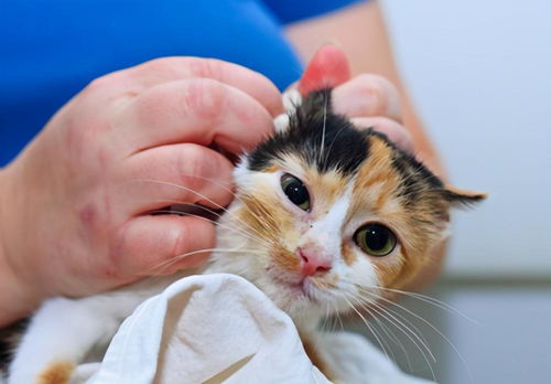 宠物猫用品泪痕怎么清理