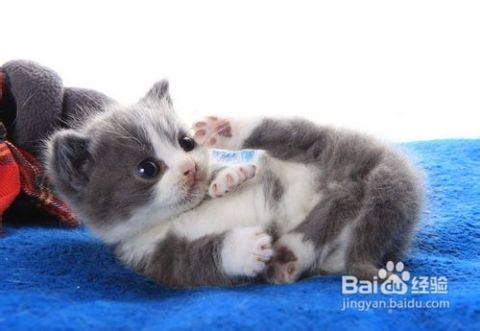 怎么知道宠物猫生病